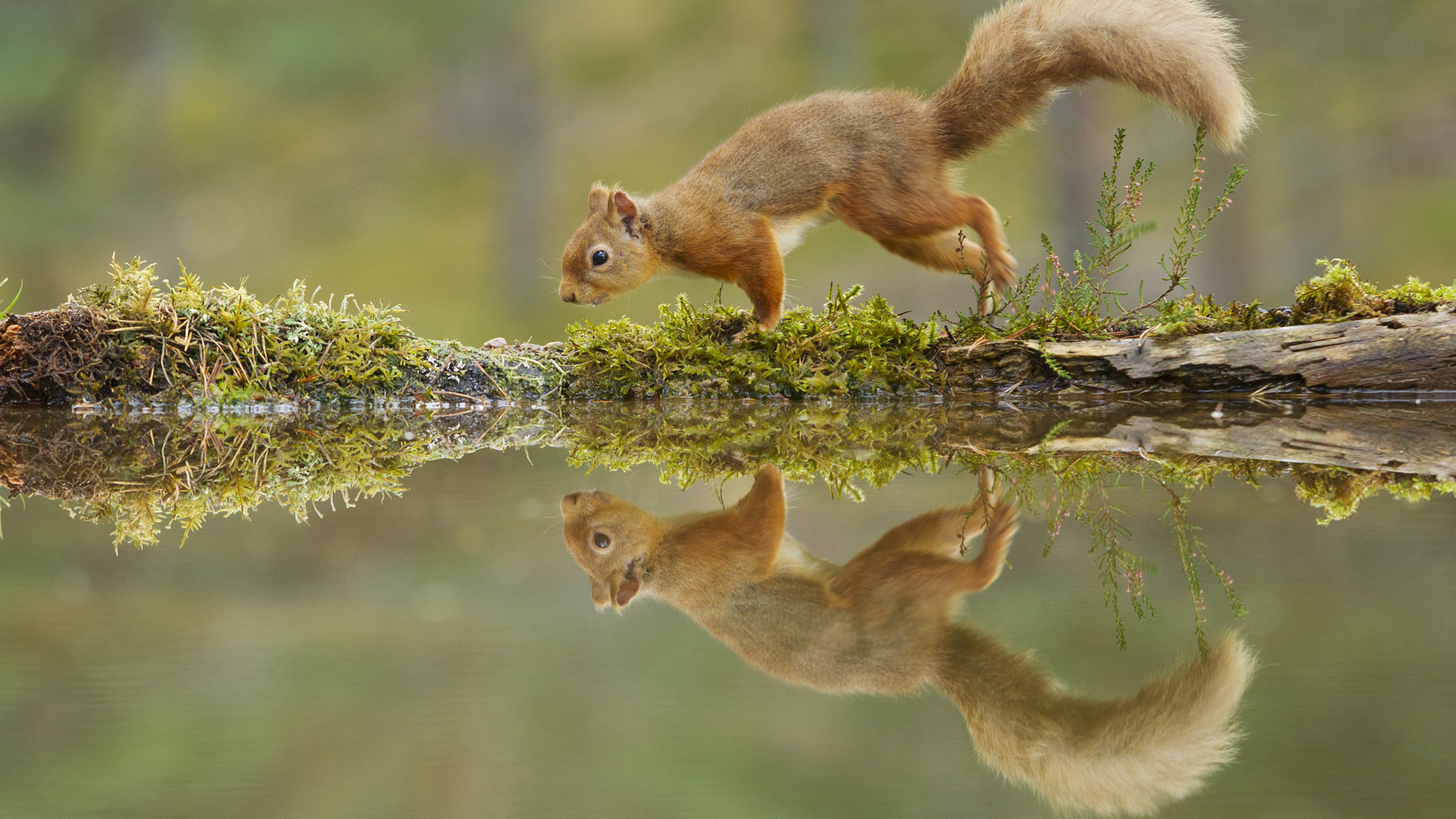 Nature policies – Cairngorms National Park Partnership Plan
