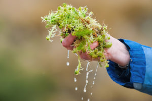 Image of hand holding Spagnum moss. Photo by Niall Benvie.
