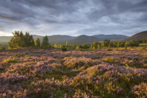 Image of heather moorland in flower, birch woodland and Cairngorm mountain range. Photo by Mark Hamblin.